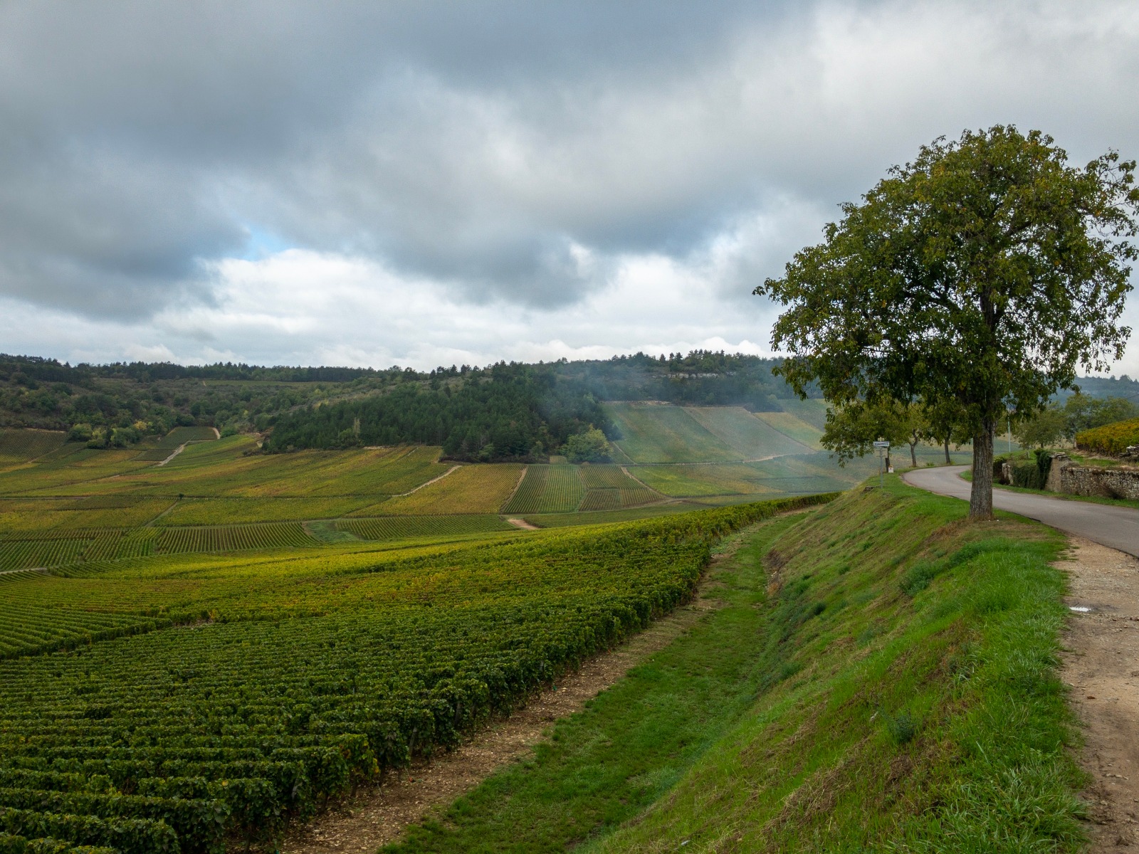 Weinberge der Domaine Monthelie Douhairet Porcheret